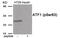 Activating Transcription Factor 1 antibody, 79-965, ProSci, Western Blot image 