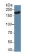 Discs Large MAGUK Scaffold Protein 5 antibody, LS-C703168, Lifespan Biosciences, Western Blot image 