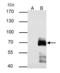 Paxillin antibody, GTX125891, GeneTex, Immunoprecipitation image 