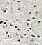 SRY-Box 3 antibody, orb20571, Biorbyt, Immunohistochemistry paraffin image 