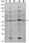 SMAD Family Member 4 antibody, NBP1-51646, Novus Biologicals, Western Blot image 