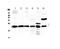 Parkinsonism Associated Deglycase antibody, A00757-1, Boster Biological Technology, Western Blot image 
