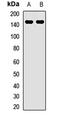 Unc-51 Like Kinase 4 antibody, orb412615, Biorbyt, Western Blot image 