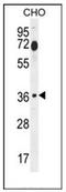 FOS Like 2, AP-1 Transcription Factor Subunit antibody, AP51699PU-N, Origene, Western Blot image 