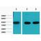 Actin Alpha 1, Skeletal Muscle antibody, LS-C387450, Lifespan Biosciences, Western Blot image 