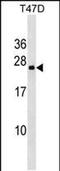 Variable Charge X-Linked 3A antibody, PA5-49066, Invitrogen Antibodies, Western Blot image 