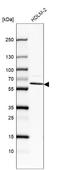IKAROS Family Zinc Finger 4 antibody, NBP2-55305, Novus Biologicals, Western Blot image 