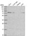 Rho Guanine Nucleotide Exchange Factor 26 antibody, NBP2-55416, Novus Biologicals, Western Blot image 