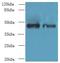 DBF4 Zinc Finger B antibody, LS-C378288, Lifespan Biosciences, Western Blot image 