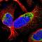 Translational Activator Of Cytochrome C Oxidase I antibody, NBP1-88162, Novus Biologicals, Immunocytochemistry image 