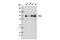 TPX2 Microtubule Nucleation Factor antibody, 12833S, Cell Signaling Technology, Western Blot image 
