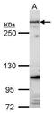 FBN antibody, GTX101216, GeneTex, Western Blot image 