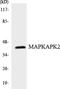 MAPK Activated Protein Kinase 2 antibody, LS-C292166, Lifespan Biosciences, Western Blot image 
