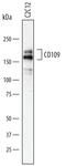 CD109 Molecule antibody, AF7717, R&D Systems, Western Blot image 