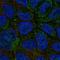Cytochrome B5 Type A antibody, NBP2-48877, Novus Biologicals, Immunofluorescence image 