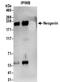 Neogenin 1 antibody, NBP2-32272, Novus Biologicals, Immunoprecipitation image 