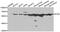 Protein Tyrosine Kinase 6 antibody, abx006994, Abbexa, Western Blot image 