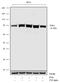 90 kDa ribosomal protein S6 kinase 1 antibody, 711725, Invitrogen Antibodies, Western Blot image 