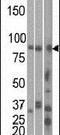 Microtubule Affinity Regulating Kinase 1 antibody, PA5-13946, Invitrogen Antibodies, Western Blot image 