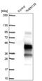 Transmembrane Protein 139 antibody, PA5-57899, Invitrogen Antibodies, Western Blot image 