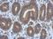 DnaJ Heat Shock Protein Family (Hsp40) Member B12 antibody, GTX103639, GeneTex, Immunohistochemistry paraffin image 
