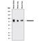 Endomucin antibody, AF4666, R&D Systems, Western Blot image 