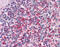 Talin 1 antibody, 51-520, ProSci, Immunohistochemistry paraffin image 