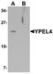 Yippee Like 4 antibody, orb75771, Biorbyt, Western Blot image 