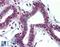 Hematopoietically Expressed Homeobox antibody, LS-B3077, Lifespan Biosciences, Immunohistochemistry frozen image 