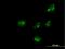 Rho Guanine Nucleotide Exchange Factor 10 antibody, H00009639-B01P, Novus Biologicals, Immunocytochemistry image 