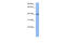 RNA Binding Fox-1 Homolog 2 antibody, 29-264, ProSci, Western Blot image 