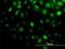 Stress Induced Phosphoprotein 1 antibody, H00010963-M01, Novus Biologicals, Immunofluorescence image 