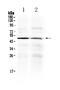 HtrA Serine Peptidase 3 antibody, A05478, Boster Biological Technology, Western Blot image 