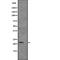 All-Trans Retinoic Acid Induced Differentiation Factor antibody, abx148264, Abbexa, Western Blot image 