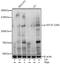 Eukaryotic Elongation Factor 2 Kinase antibody, A02277S366, Boster Biological Technology, Western Blot image 