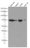 YTH domain family protein 1 antibody, 66745-1-Ig, Proteintech Group, Western Blot image 