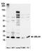 Ubiquitin Like 4A antibody, A304-992A, Bethyl Labs, Western Blot image 
