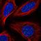 TERF1 Interacting Nuclear Factor 2 antibody, HPA069807, Atlas Antibodies, Immunofluorescence image 