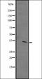 Tetratricopeptide Repeat Domain 19 antibody, orb335222, Biorbyt, Western Blot image 