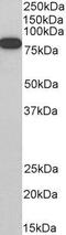 Engulfment And Cell Motility 1 antibody, GTX89955, GeneTex, Western Blot image 