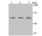Cystathionine-Beta-Synthase antibody, A00130-1, Boster Biological Technology, Western Blot image 