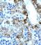 Solute Carrier Family 30 Member 9 antibody, PA1-24437, Invitrogen Antibodies, Immunohistochemistry frozen image 