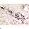 Tubulin Gamma 1 antibody, LS-C813699, Lifespan Biosciences, Immunohistochemistry paraffin image 