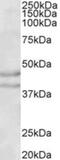 Neuropeptide Y Receptor Y2 antibody, NB100-57847, Novus Biologicals, Western Blot image 