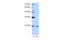RNA Binding Motif Protein 8A antibody, 29-348, ProSci, Enzyme Linked Immunosorbent Assay image 