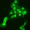 Chaperonin Containing TCP1 Subunit 3 antibody, PB9926, Boster Biological Technology, Immunofluorescence image 