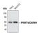 Coactivator Associated Arginine Methyltransferase 1 antibody, PA5-17304, Invitrogen Antibodies, Western Blot image 