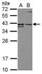 Basigin (Ok Blood Group) antibody, GTX113636, GeneTex, Western Blot image 