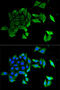 Ephrin B2 antibody, 19-783, ProSci, Immunofluorescence image 