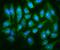Mitogen-Activated Protein Kinase 12 antibody, A03942-1, Boster Biological Technology, Immunofluorescence image 